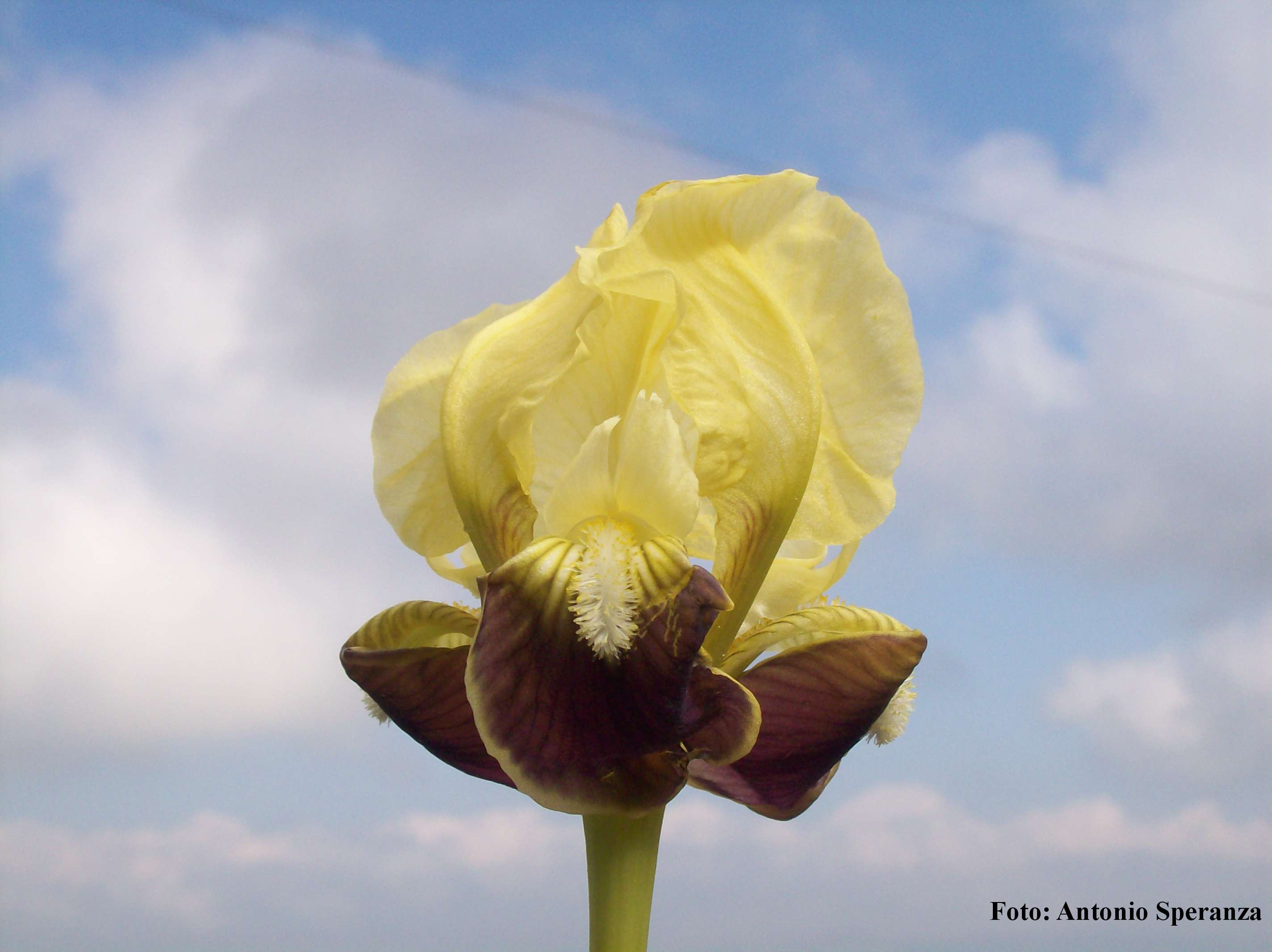 Iris pseudopumila / Giaggiolo siciliano